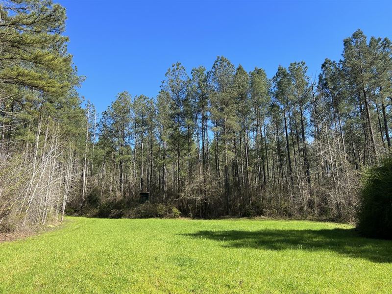 210 Acres Perry County, Ranch for Sale in Alabama, 310981 RANCHFLIP