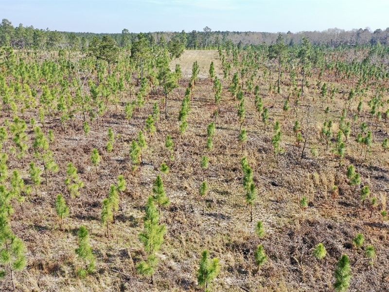 Longleaf Farms : Reynolds : Taylor County : Georgia