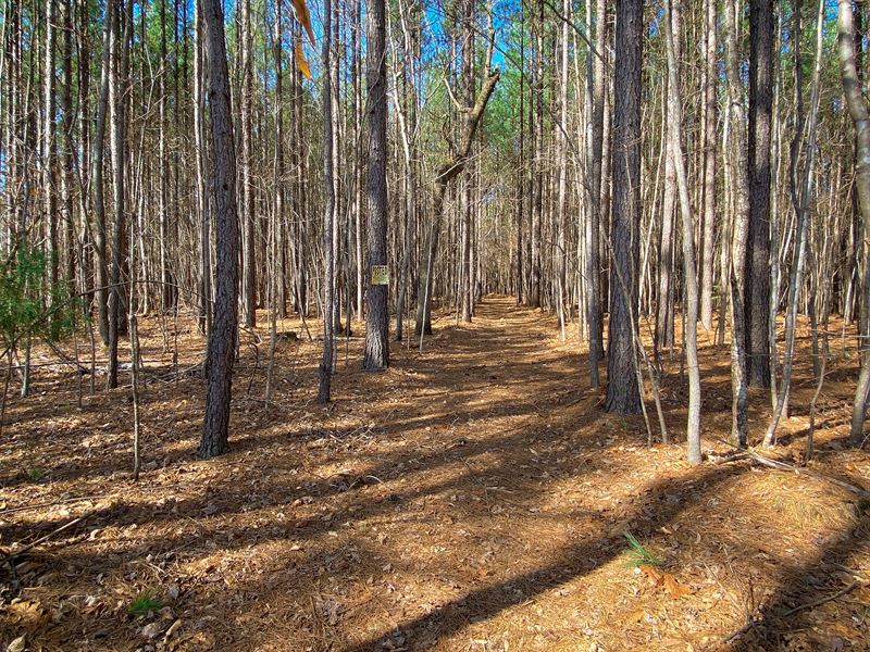 Land for Sale Near High Rock Lake : Lexington : Davidson County : North Carolina