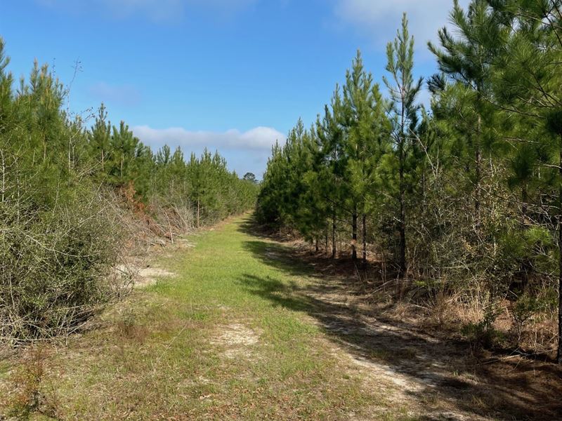 60 Ac West Side Hwy 55 Red Oak : Andalusia : Covington County : Alabama