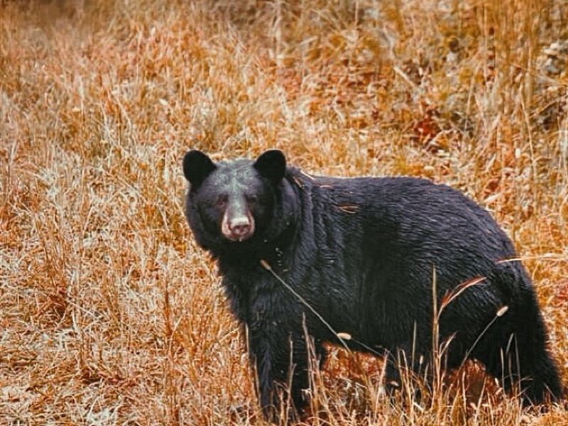 Cedar Creek Timberland : Atkins : Pope County : Arkansas