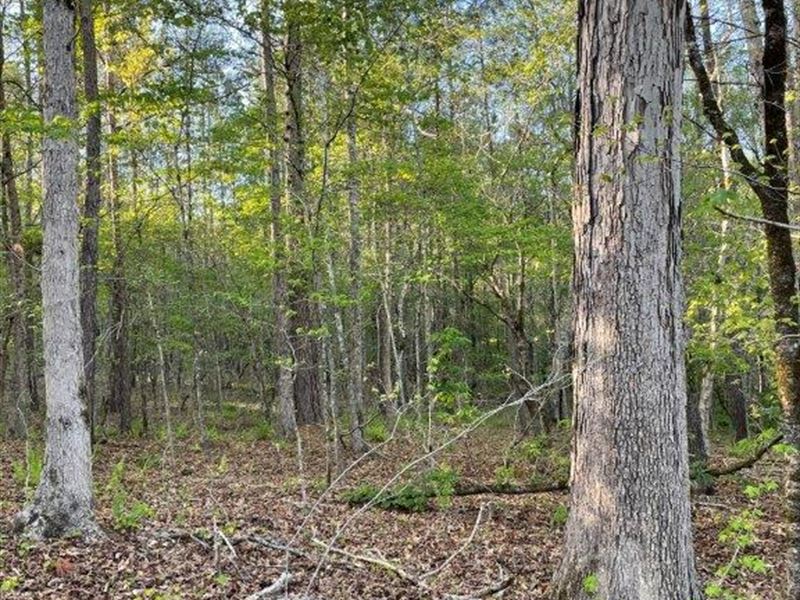 Long Creek : Lexington : Oglethorpe County : Georgia