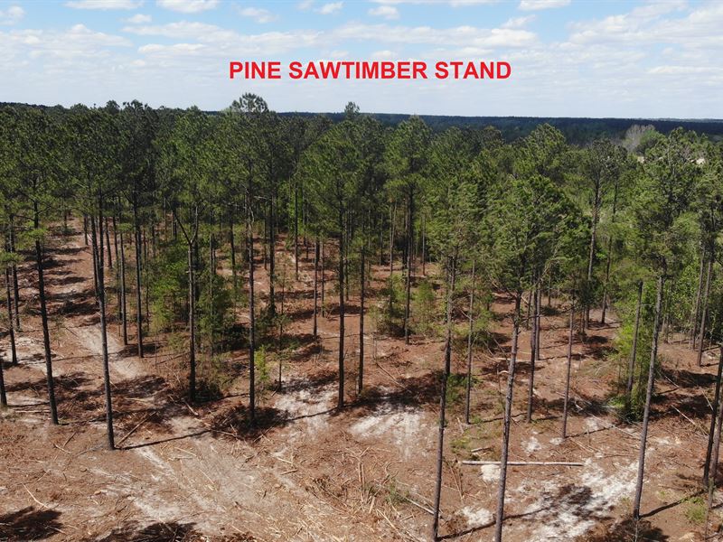 Diverse and Beautiful Timber Tract : Millen : Jenkins County : Georgia