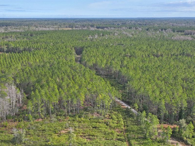 Citra Timberlands : Citra : Marion County : Florida