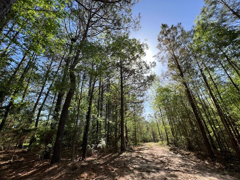 55 Acres Land for Sale Lincoln Pari : Ruston : Lincoln Parish : Louisiana