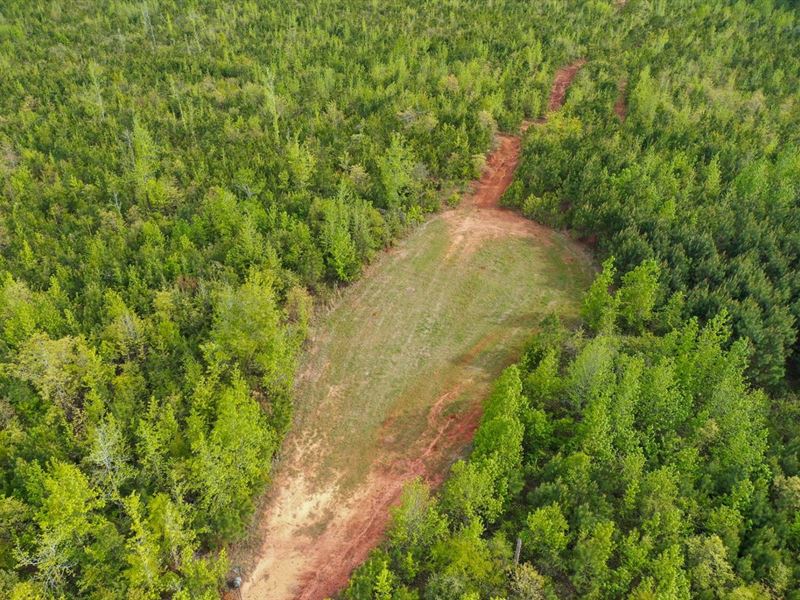 163 Acres of Prime Hunting Land : Plantersville : Dallas County : Alabama