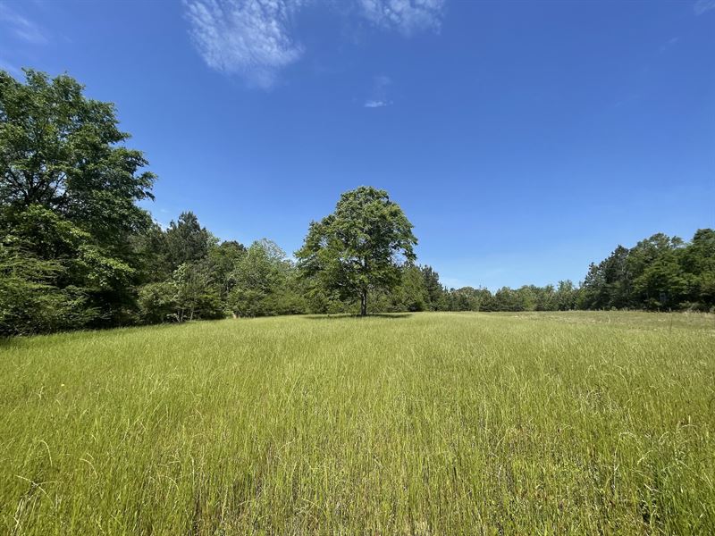 Pea Creek Road Tract South : Brantley : Crenshaw County : Alabama