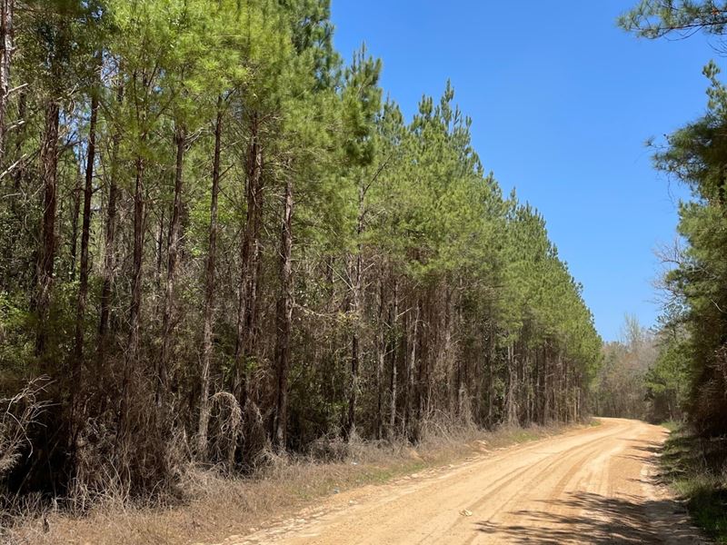 13 Ac Yellow River : Wing : Covington County : Alabama