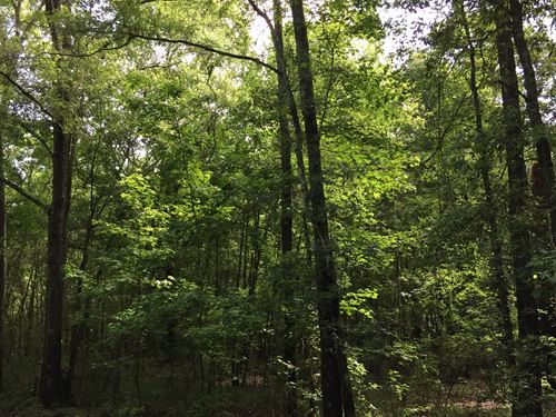 Beautiful Timberland Tract : Reeves : Allen Parish : Louisiana