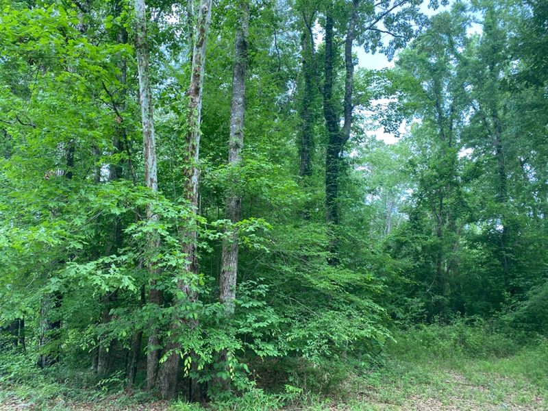 La, Lasalle 60 Acres, Ranch for Sale in Louisiana, 320680 RANCHFLIP