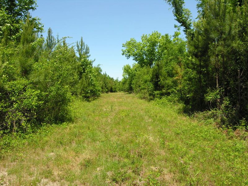 64.35 Acres, Wooded : Midville : Burke County : Georgia
