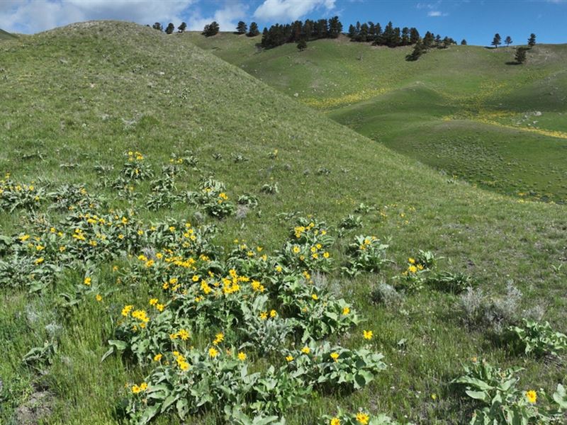 N. Fork Shell Creek Ranch : Buffalo : Johnson County : Wyoming