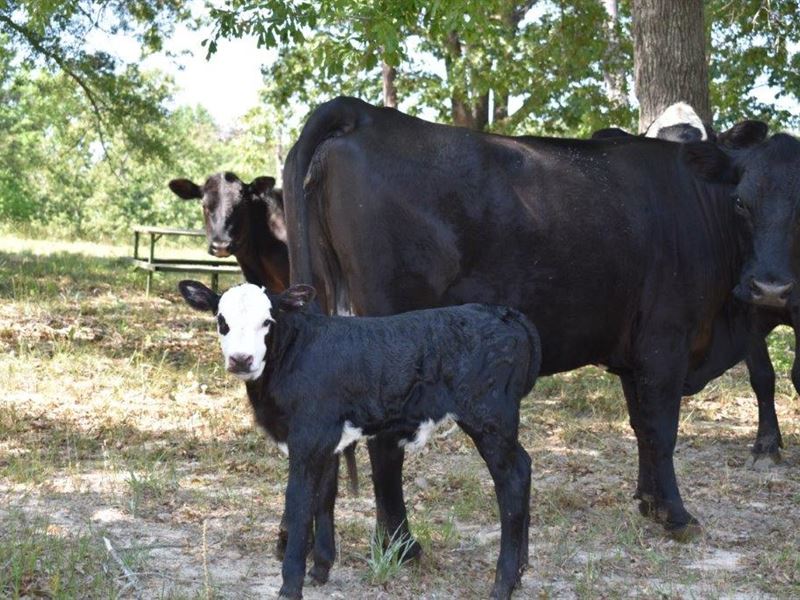 Gorgeous 75 Acre Farmland and Home : Opelika : Lee County : Alabama