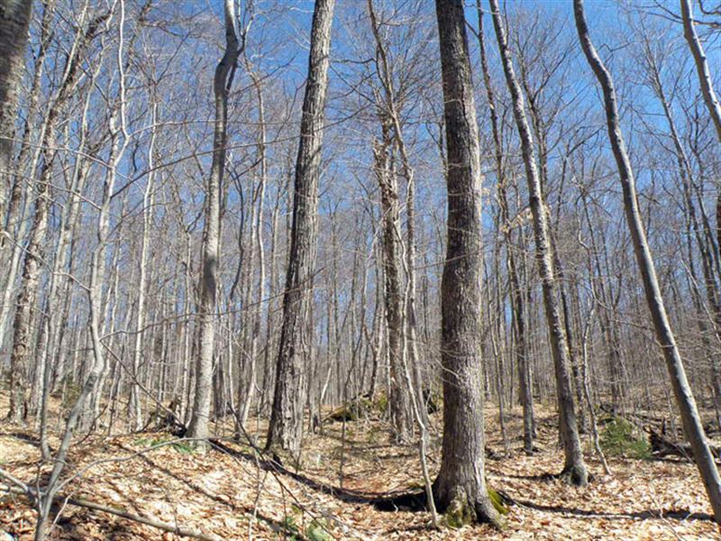 Kelley Brook Forest : Moretown : Washington County : Vermont