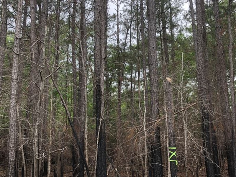 Timber Property Perfect for a Home : Hurtsboro : Russell County : Alabama