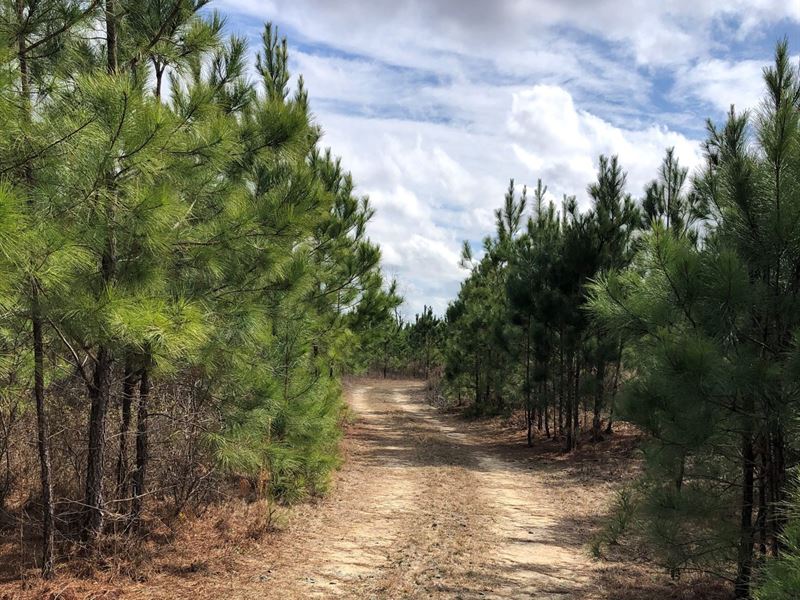 Brannon Montgomery Road Tract : Mauk : Marion County : Georgia