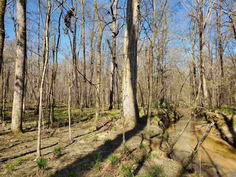 Rural Homesites Near Auburn : Auburn : Lee County : Alabama