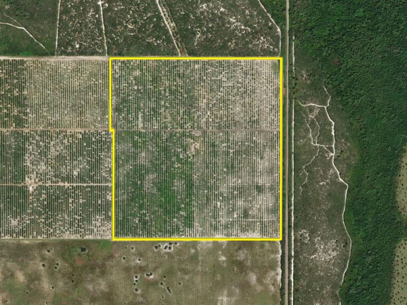 Josephine Creek Grove Sebring, FL : Sebring : Highlands County : Florida