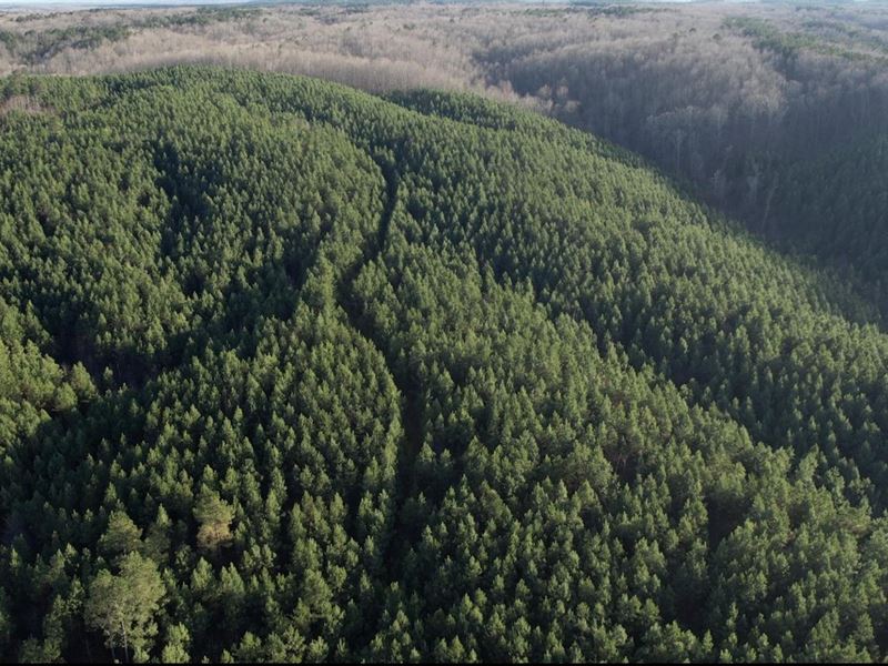 Lauderdale County Timber Investment : Waterloo : Lauderdale County : Alabama