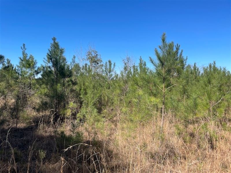 Desoto National Forest, Inholdings : McLain : Perry County : Mississippi