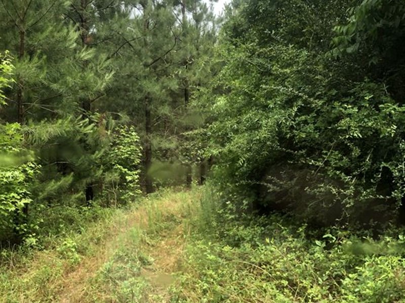 Great Investment Tract, Rutledge : Rutledge : Crenshaw County : Alabama