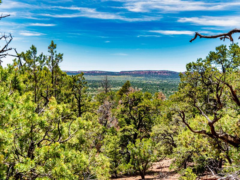 Mountain Land, Power & Road Access : Ramah : Cibola County : New Mexico