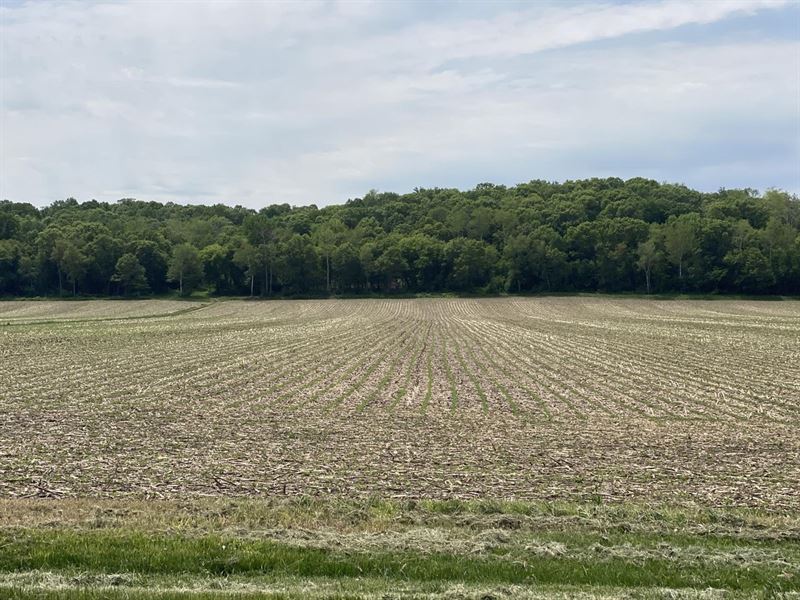 Wooded Building Site, Hunting : River Falls : Saint Croix County : Wisconsin