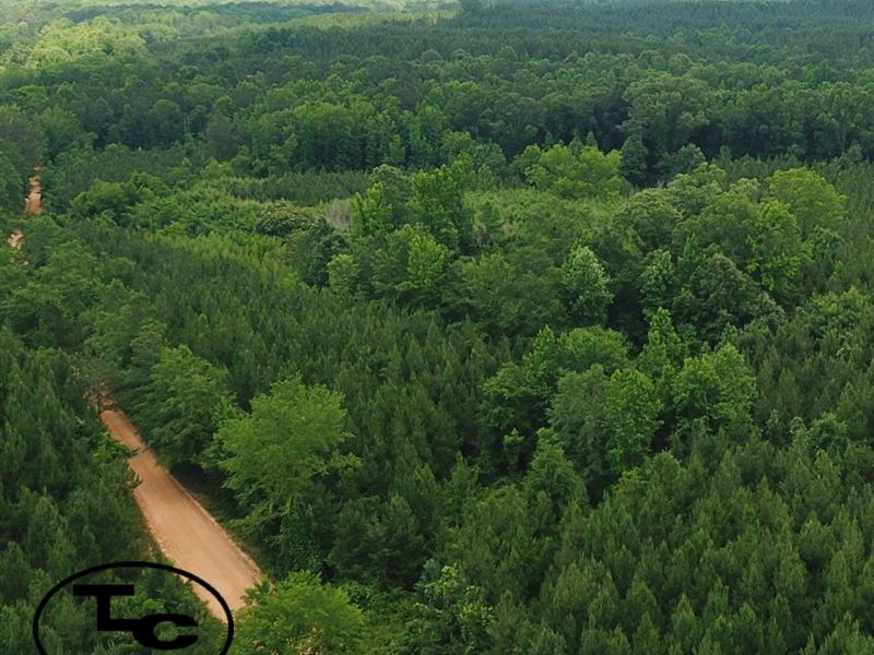 Hunting & Timber Investment, 100 Ac : Letohatchee : Lowndes County : Alabama