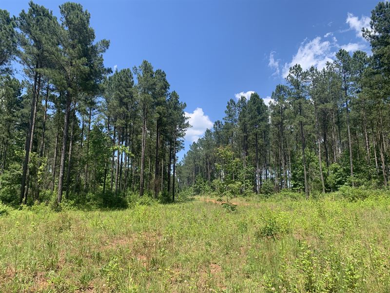 Farmington Tract B : Greensboro : Greene County : Georgia