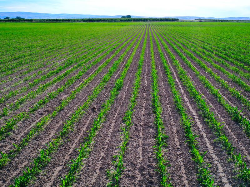 Maybon Farm : Homedale : Owyhee County : Idaho