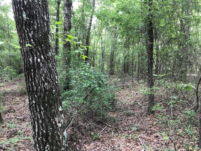 South Johnson Hunting & Timber : Adrian : Johnson County : Georgia