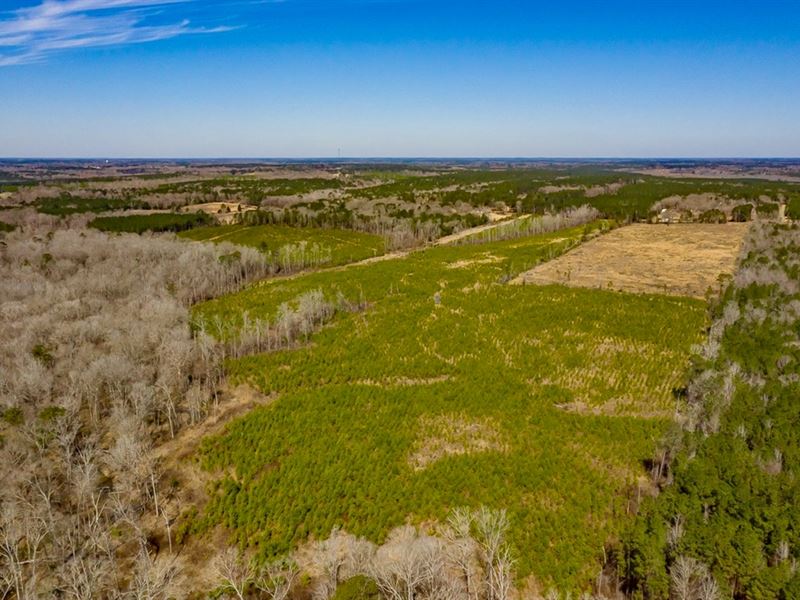 70 Acres Lincoln Parish Timberland : Choudrant : Lincoln Parish : Louisiana
