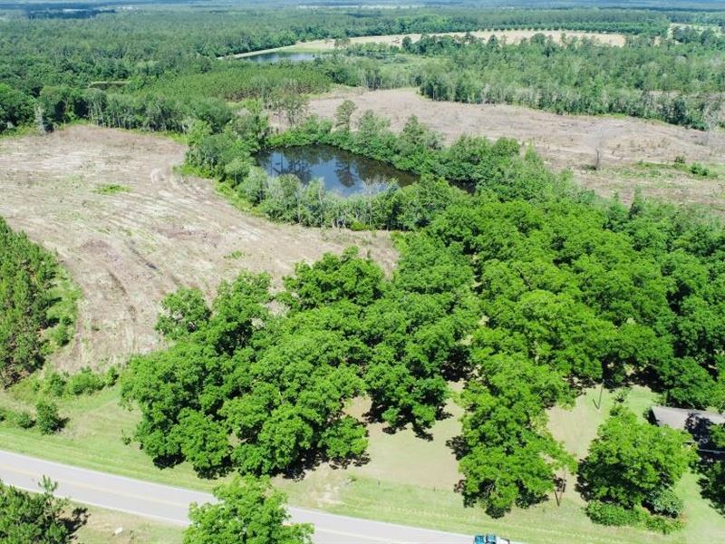 Lynntown Pines : Cobbtown : Tattnall County : Georgia