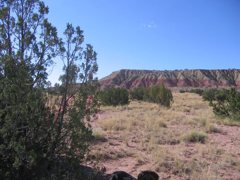Secluded Northern AZ Ranch : Saint Johns : Apache County : Arizona