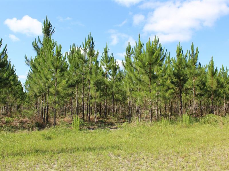 Vacant SE Pebble Ridge St, Lee, FL : Lee : Madison County : Florida