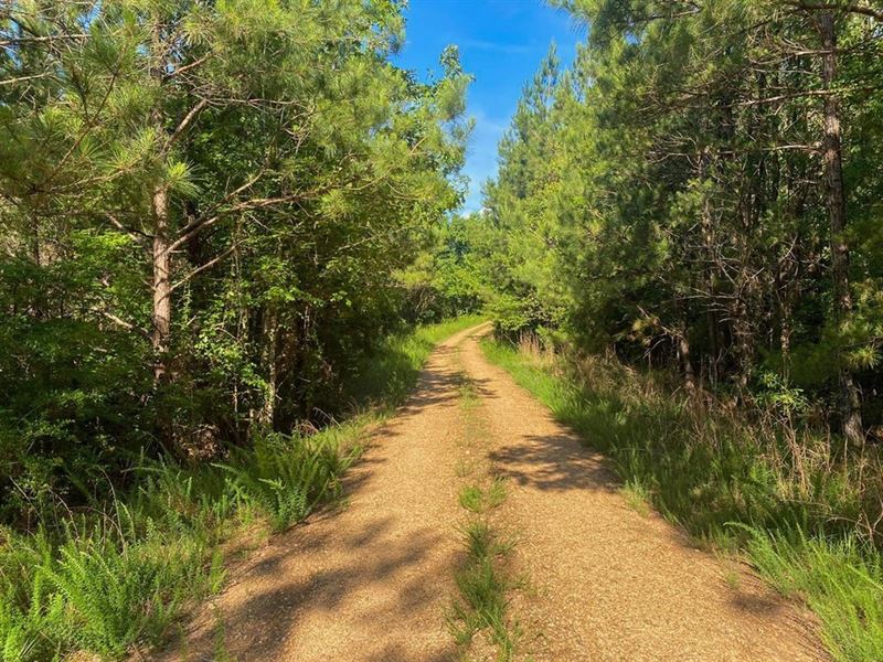156 Acres Hunting Land for Sale : Crosby : Wilkinson County : Mississippi