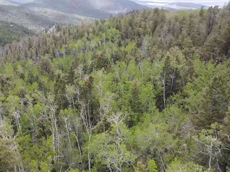 Big Trees and Big 15 Acres, Rare : Fort Garland : Costilla County : Colorado