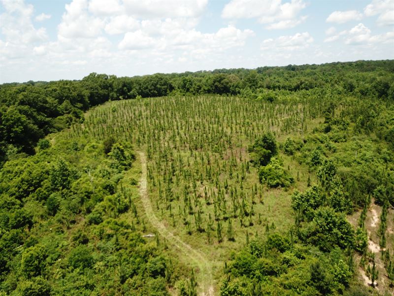 Longleaf Plantation, Pike County : Troy : Pike County : Alabama