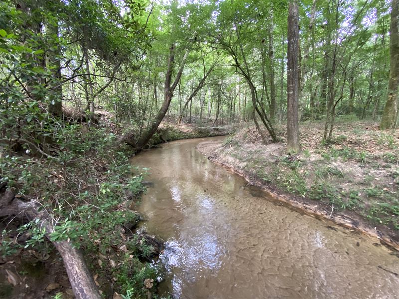 Gorgeous Creek, Hunting & Home Site : Chancellor : Geneva County : Alabama