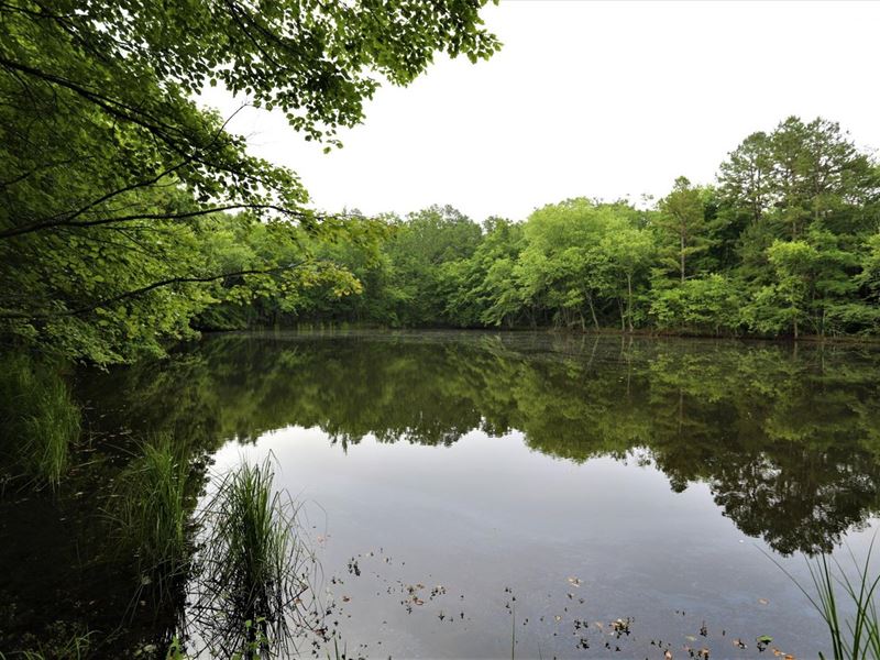 10 Acres for Sale in Ripley County : Grandin : Ripley County : Missouri