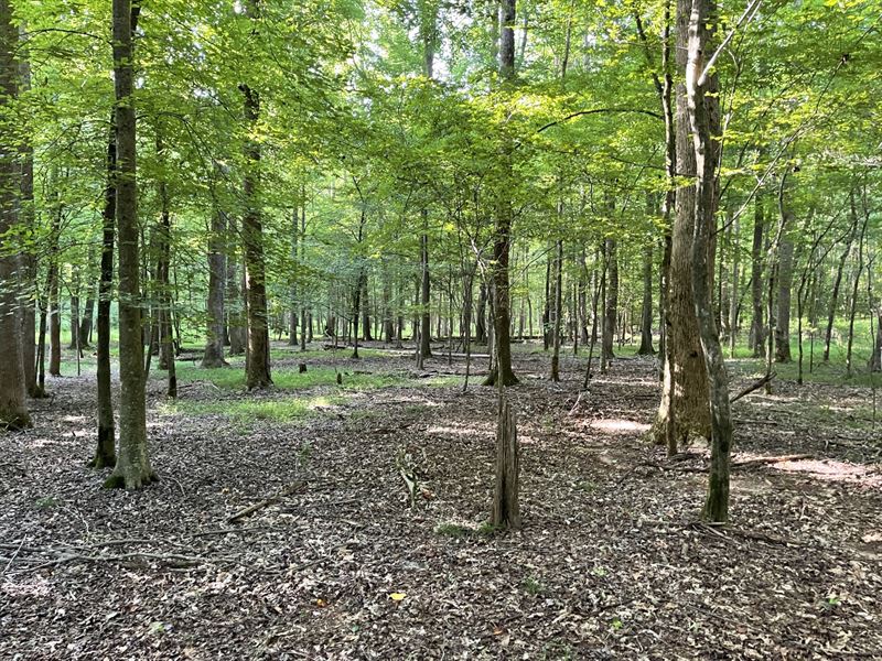 25 Acres Tract 1, Banks Co, GA : Homer : Banks County : Georgia
