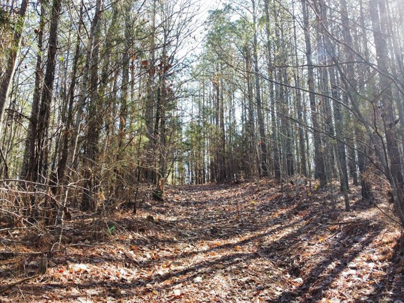 22 Acres Lee County : Salem : Lee County : Alabama