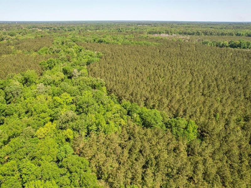 66 Acres Hunting/Recreational Land : Bastrop : Morehouse Parish : Louisiana