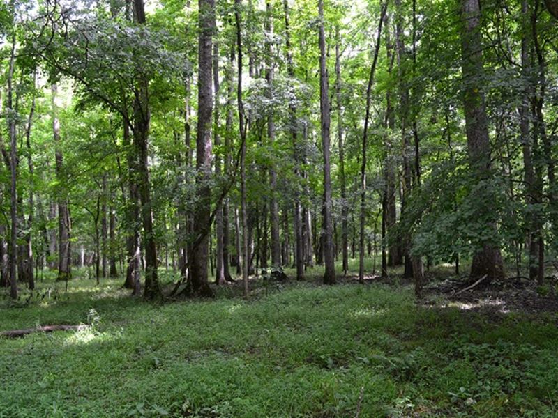 Stalking Head Creek : Monticello : Jasper County : Georgia