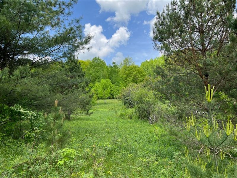 Near Chateaugay State Forest : Orwell : Oswego County : New York