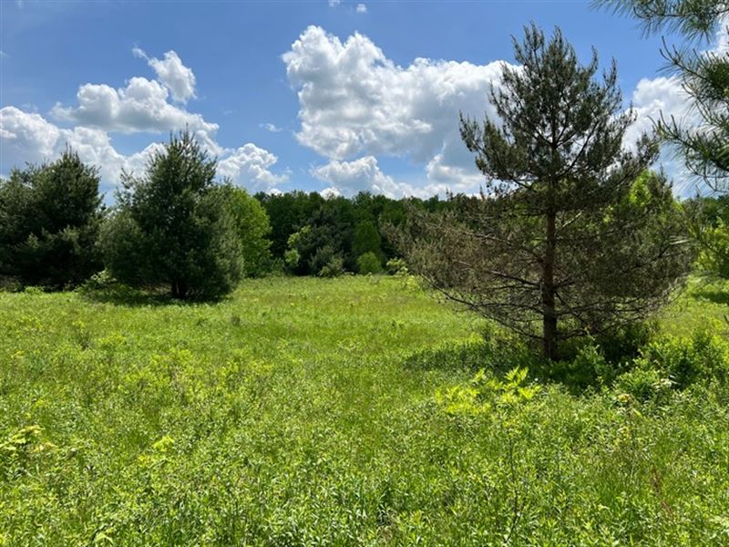 North Country Woods and Meadows : Orwell : Oswego County : New York