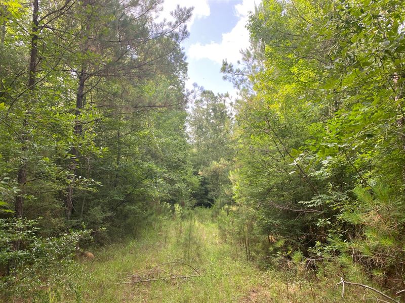 La, Lasalle 80 Acres : Olla : La Salle Parish : Louisiana