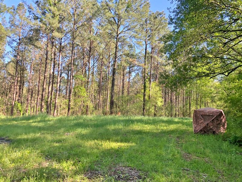 65 Acre Hunting And Timberland Prop : Sandy Hook : Marion County : Mississippi