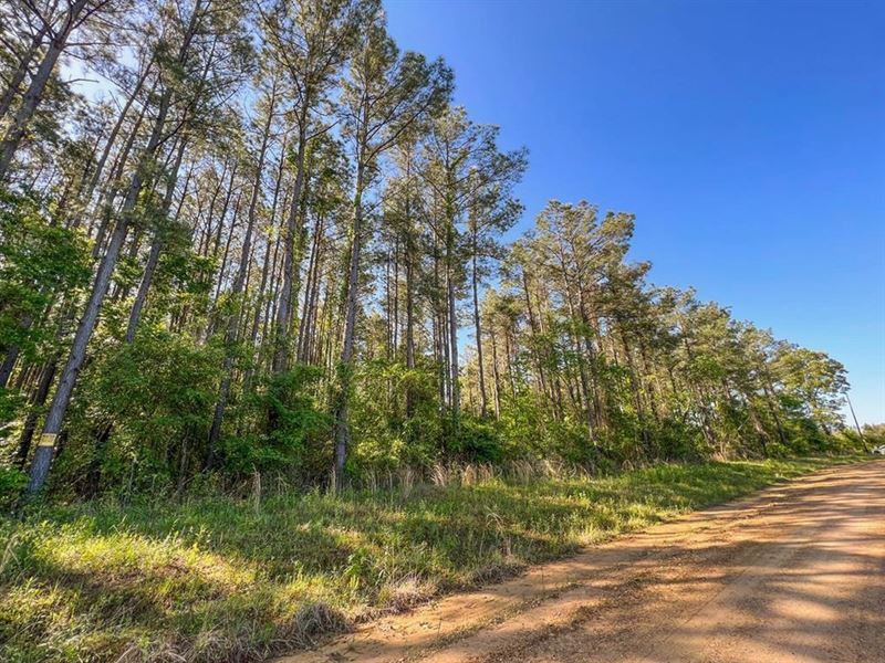 Hunting/Recreational Land for Sale : Bastrop : Morehouse Parish : Louisiana