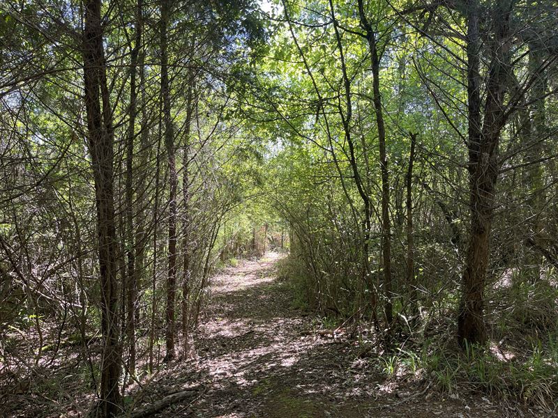 87.61 Acres in Georgetown, GA : Georgetown : Quitman County : Georgia